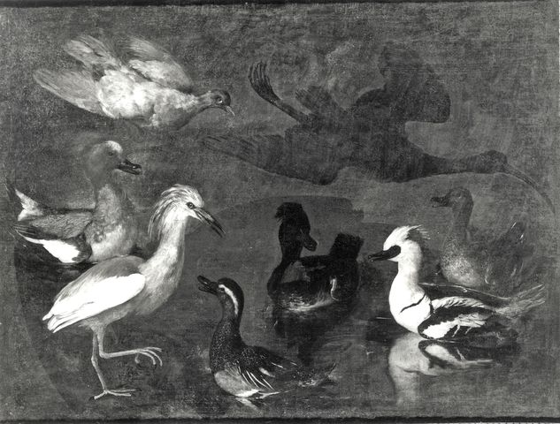 A. C. Cooper — Autore non indicato - sec. XVII/ XVIII - Uccelli — insieme